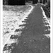 Tracks on a Campus Sidewalk by mcsiegle