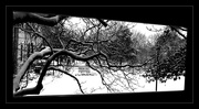 20th Jan 2016 - Snowy Branches on Campus