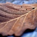 Weathered Leaf by olivetreeann
