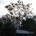 We are to lose our 37 year old Gum Tree on Monday :( by loey5150