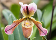 21st Jan 2016 - Tropical Lady Slipper Orchid