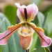 Tropical Lady Slipper Orchid by rminer