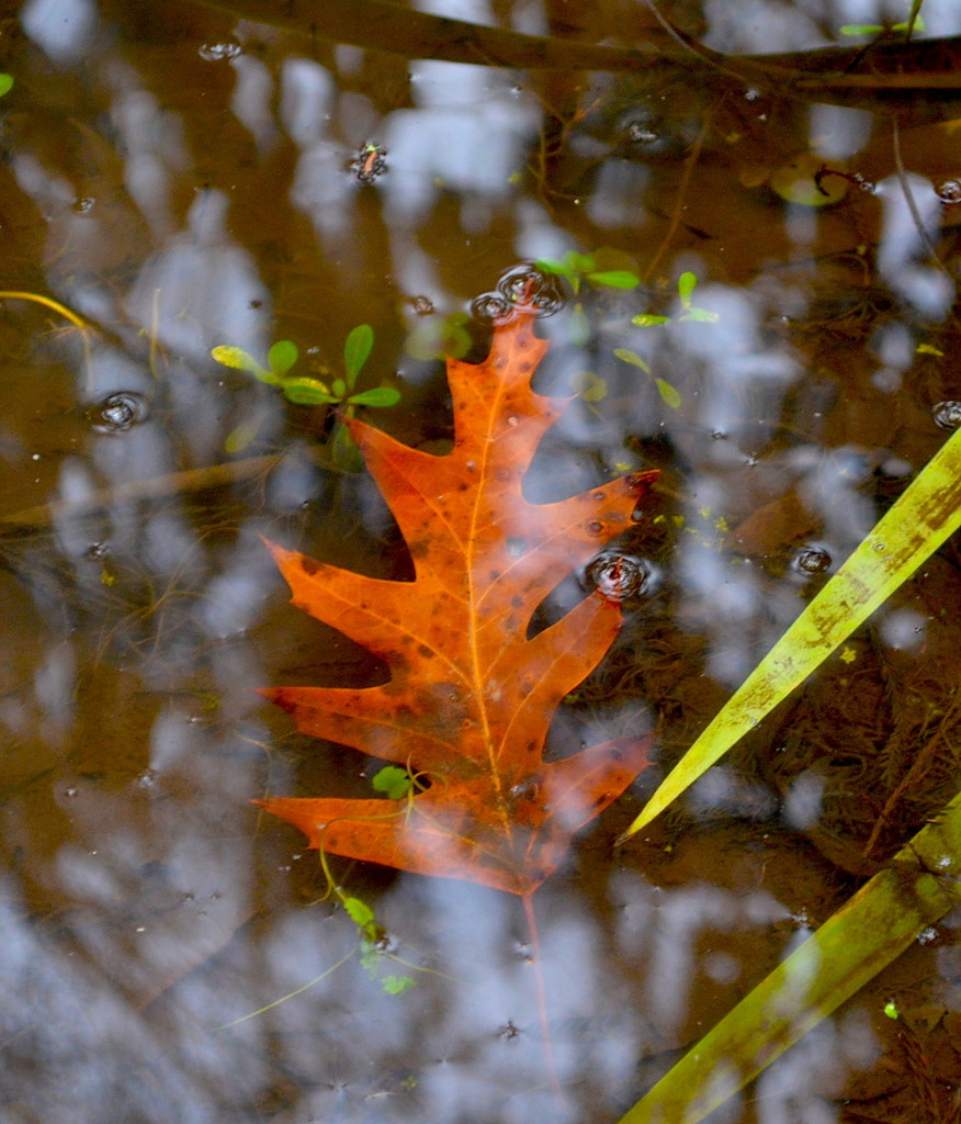 Oak leaf by congaree