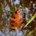 Oak leaf by congaree