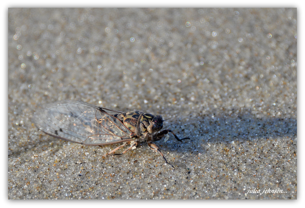 cicada by julzmaioro
