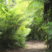 Secret garden pathway by kiwinanna