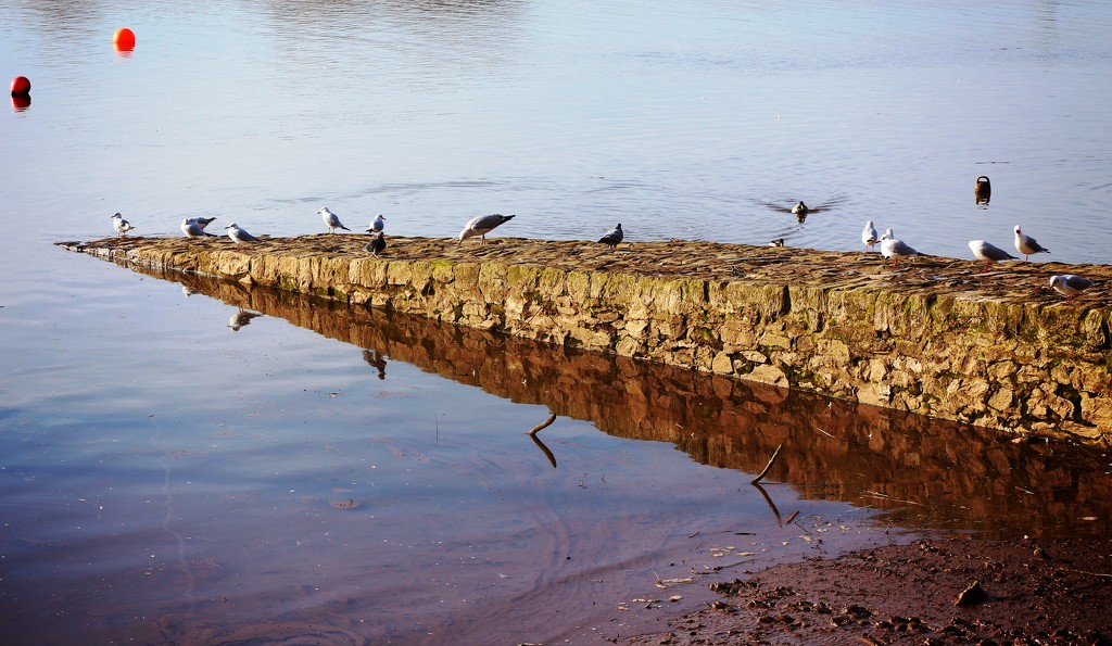 Gulls on the slipway by swillinbillyflynn