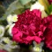 Carnation for January. by wendyfrost