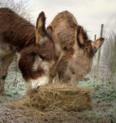 22nd Jan 2016 - the donks don't mind a bit of frost......