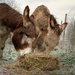 the donks don't mind a bit of frost...... by jantan