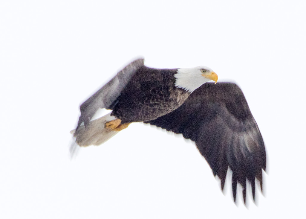 Adult Bald Eagle by rminer