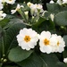 Polyanthus... Bringing on spring.  by 365projectdrewpdavies