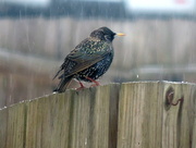 22nd Jan 2016 - Starling in the rain!