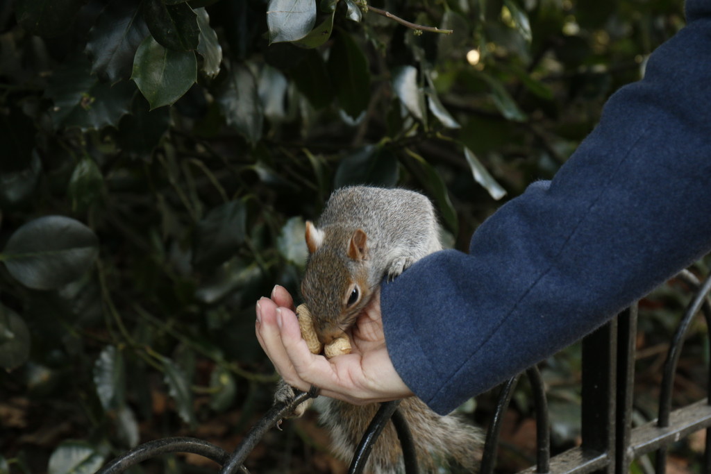 Squirrel St James Park by bizziebeeme