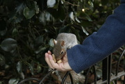 11th Jan 2011 - Squirrel St James Park
