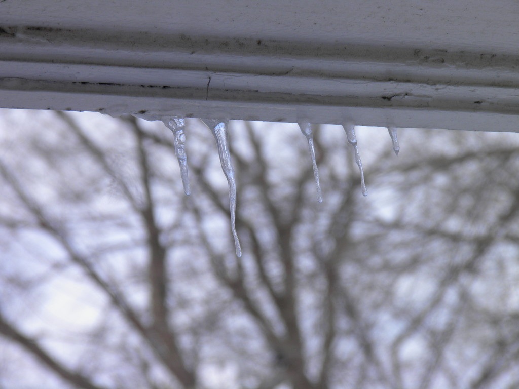 Tiny Icicles on a Gray Day by daisymiller