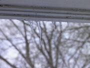 22nd Jan 2016 - Tiny Icicles on a Gray Day