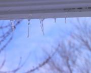 22nd Jan 2016 - Tiny Icicles
