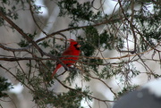 22nd Jan 2016 - Cardinal In A Tree