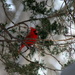 Cardinal In A Tree by randy23