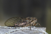 23rd Jan 2016 - Cicada Thumbnail