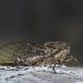 Cicada Thumbnail by nickspicsnz