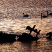 Swans and Shipwreck by davidrobinson