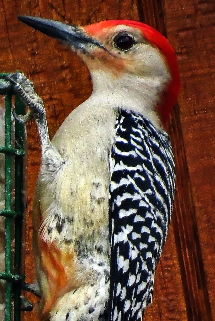 Woodpecker Day at the Suet Feeder by milaniet