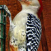 Woodpecker Day at the Suet Feeder by milaniet