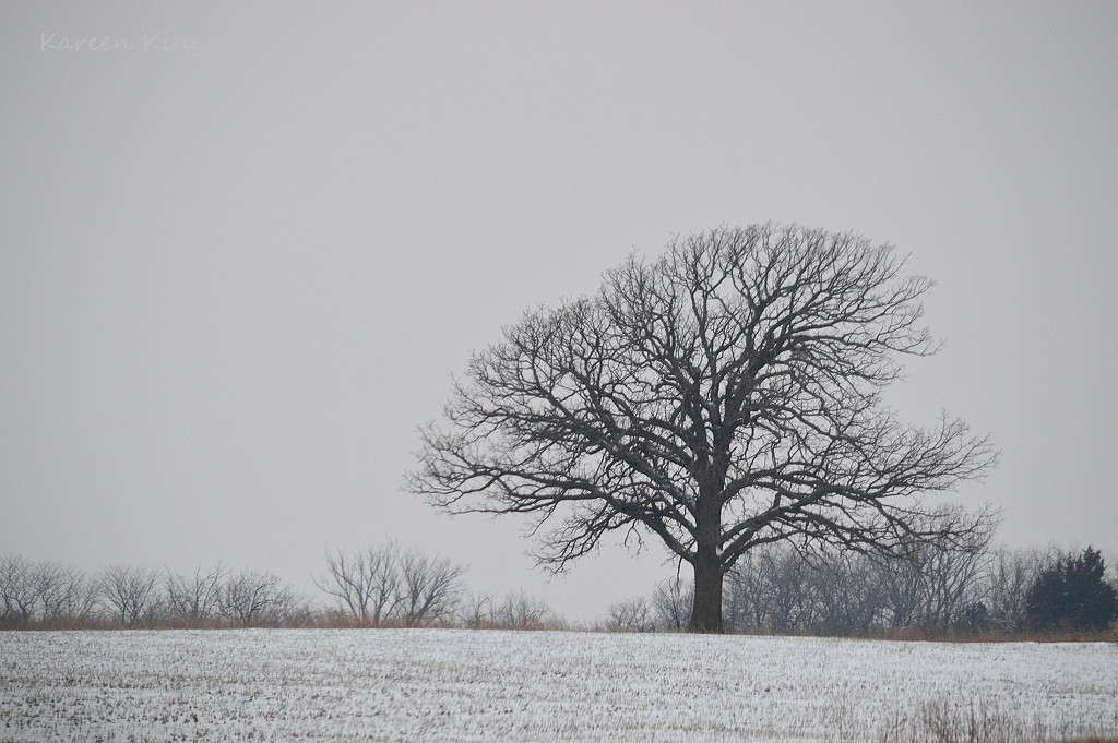 Same Tree - Winter Scene by kareenking