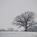 Same Tree - Winter Scene by kareenking