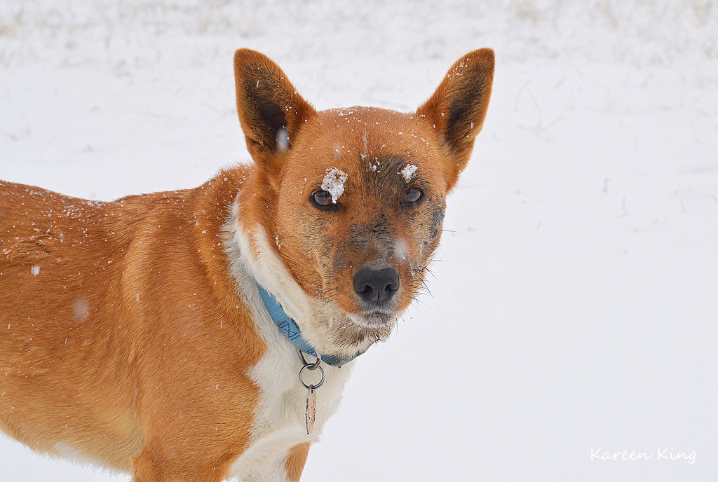 Snow and Sewage - A Dog's Delight by kareenking