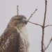 Hawk in Snow by kareenking