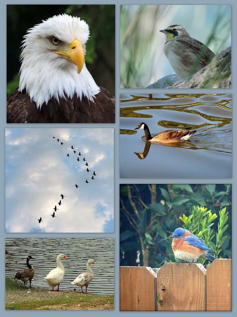 My Favorite Bird Pictures in a Collage! by homeschoolmom