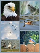 23rd Jan 2016 - My Favorite Bird Pictures in a Collage!