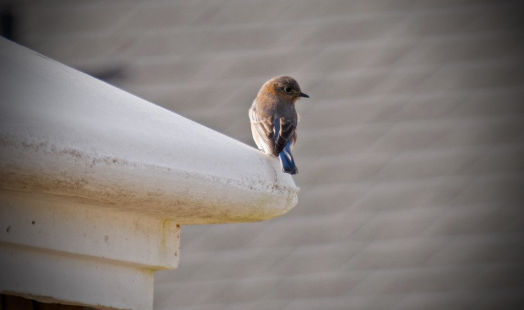 Bluebird on the structure! by rickster549