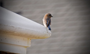 22nd Jan 2016 - Bluebird on the structure!