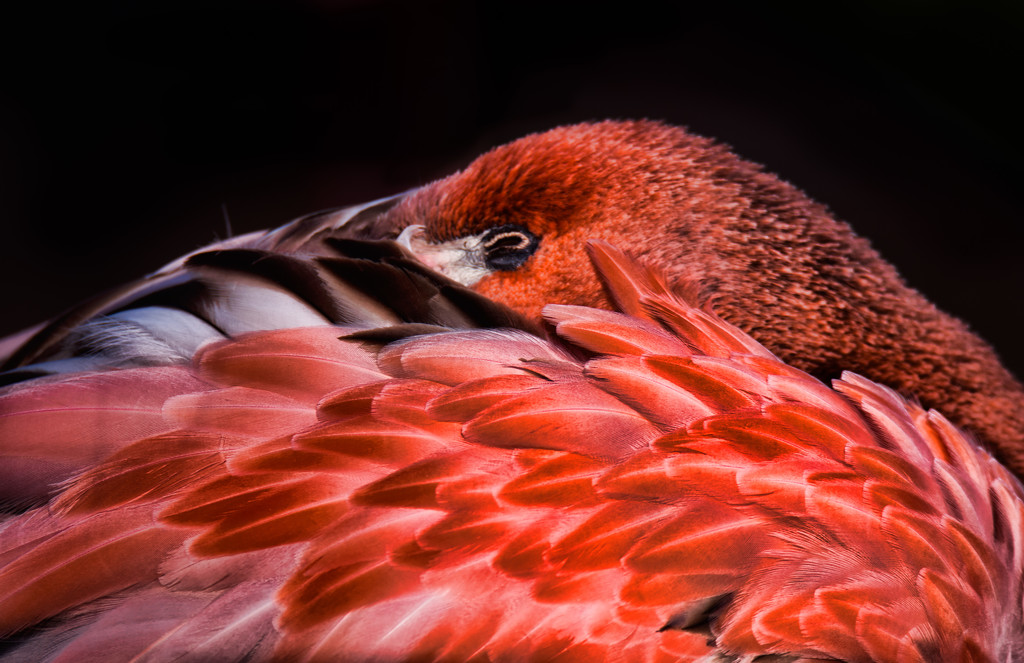 Flamingo Friday 002 by stray_shooter