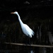 Surfin' Egret. by soylentgreenpics
