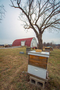 22nd Jan 2016 - Beehives on the farm