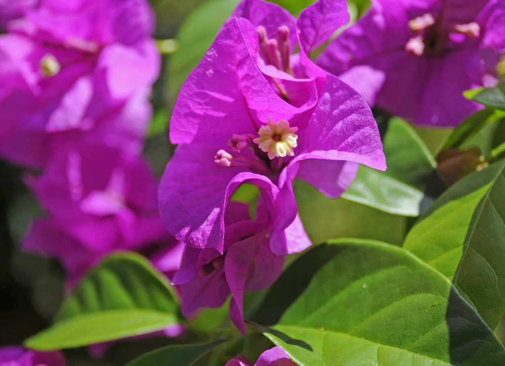 Purple bougainvillea by ianjb21