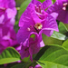 Purple bougainvillea by ianjb21
