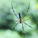 7 legged spider by ianjb21