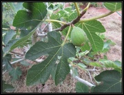 23rd Jan 2016 - Its a fig fruit