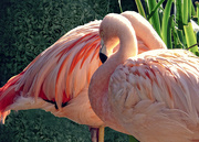 22nd Jan 2016 - "Ron's Friday Flamingos"
