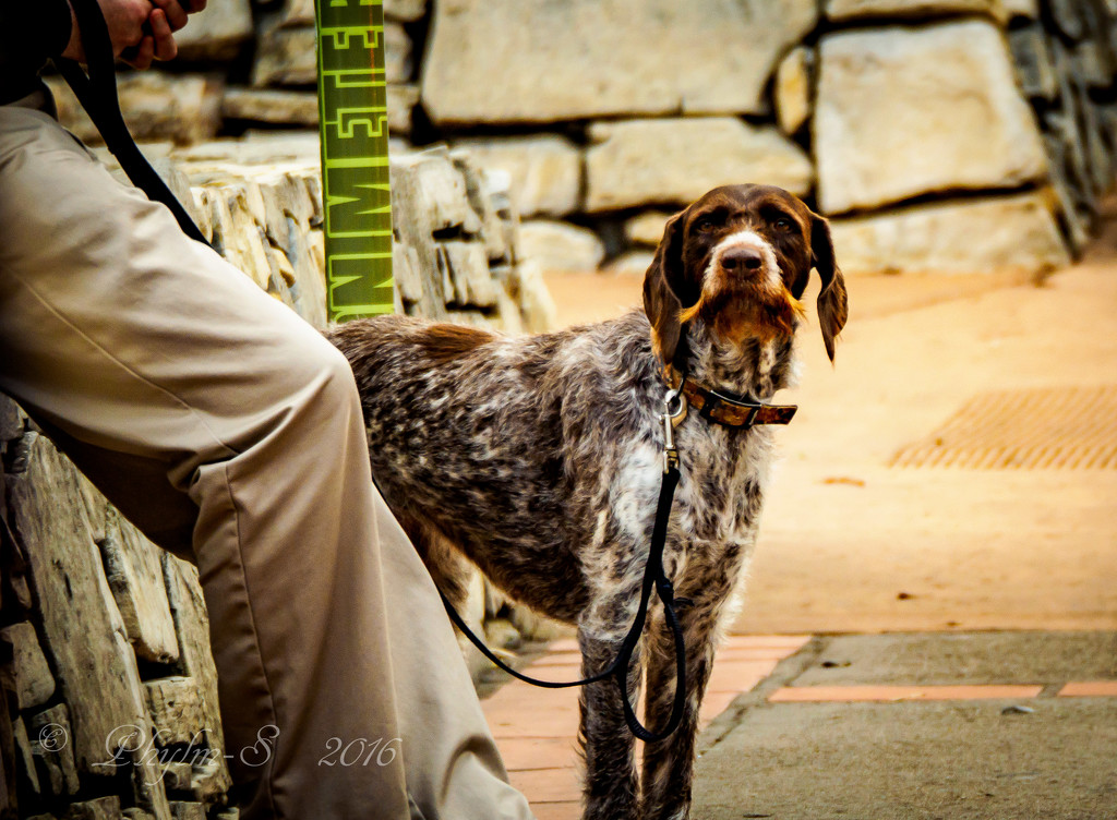 Downtown Dog Waiting for Walkies by elatedpixie