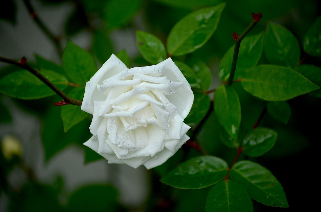 White rose before the recent freeze by congaree