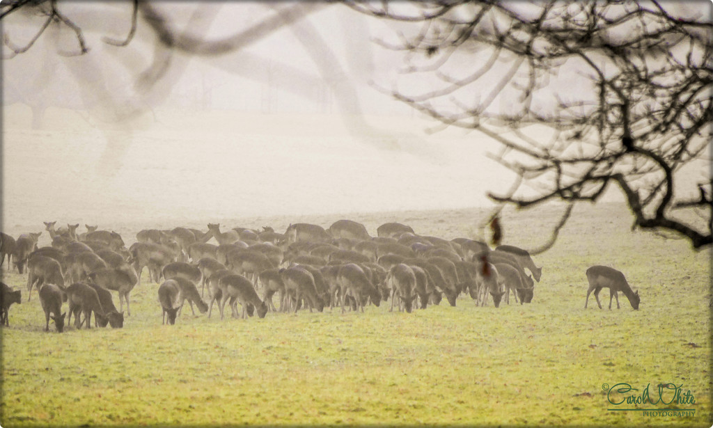 Deer In The Fog by carolmw