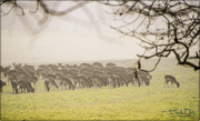 23rd Jan 2016 - Deer In The Fog