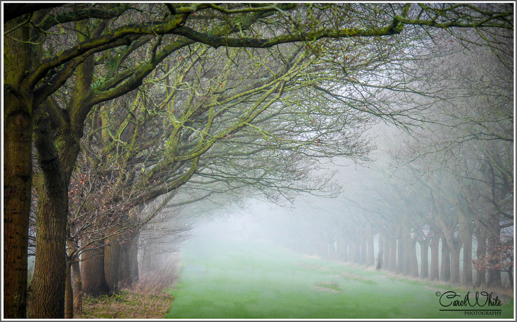 Ghostly Trees by carolmw